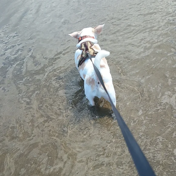 🏖️🌞🐕 Texas's Beach Day - Picture 2 of 16